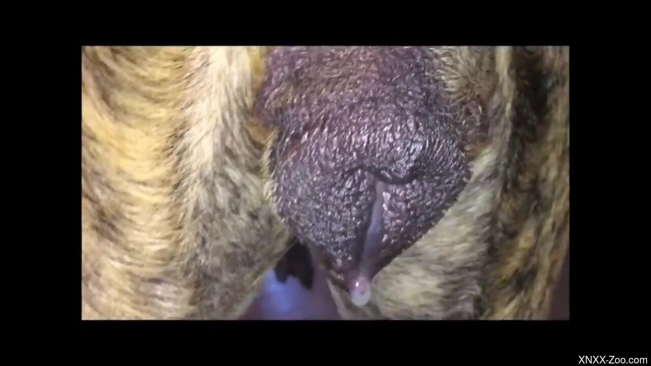Wet holes getting fucked by human cocks in a compilation     
