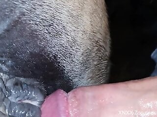 Butt plug mare getting fucked by a huge penis