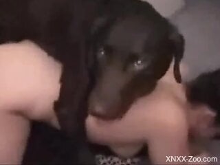 Fun-loving doggo fucking submissive zoophiles