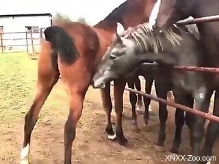 Sexy mare pussy getting sniffed in a hot porno movie