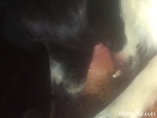 POV porno movie with a gifted dog that swallows cock