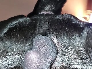 Dog with a nice set of beautiful balls fucks her good