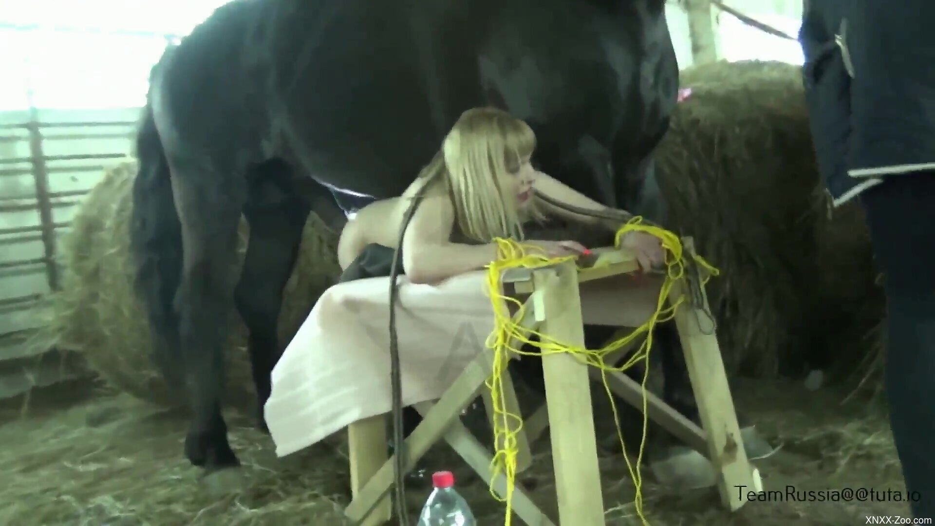 Horsh Xnxx - Tied blonde moans with a horse cock splitting her in two