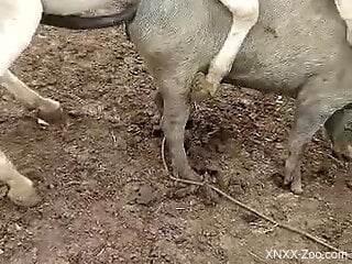 Two animals fucking each other brutally outside