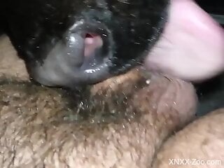 Dude's penis gets pleasured in POV by a doggo