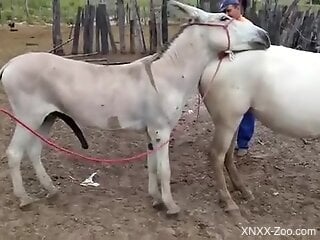 Two dirty fucking donkeys fucking each other outdoors