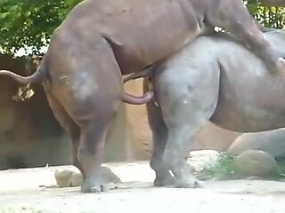 Two sexy rhinos doing nasty things for the camera