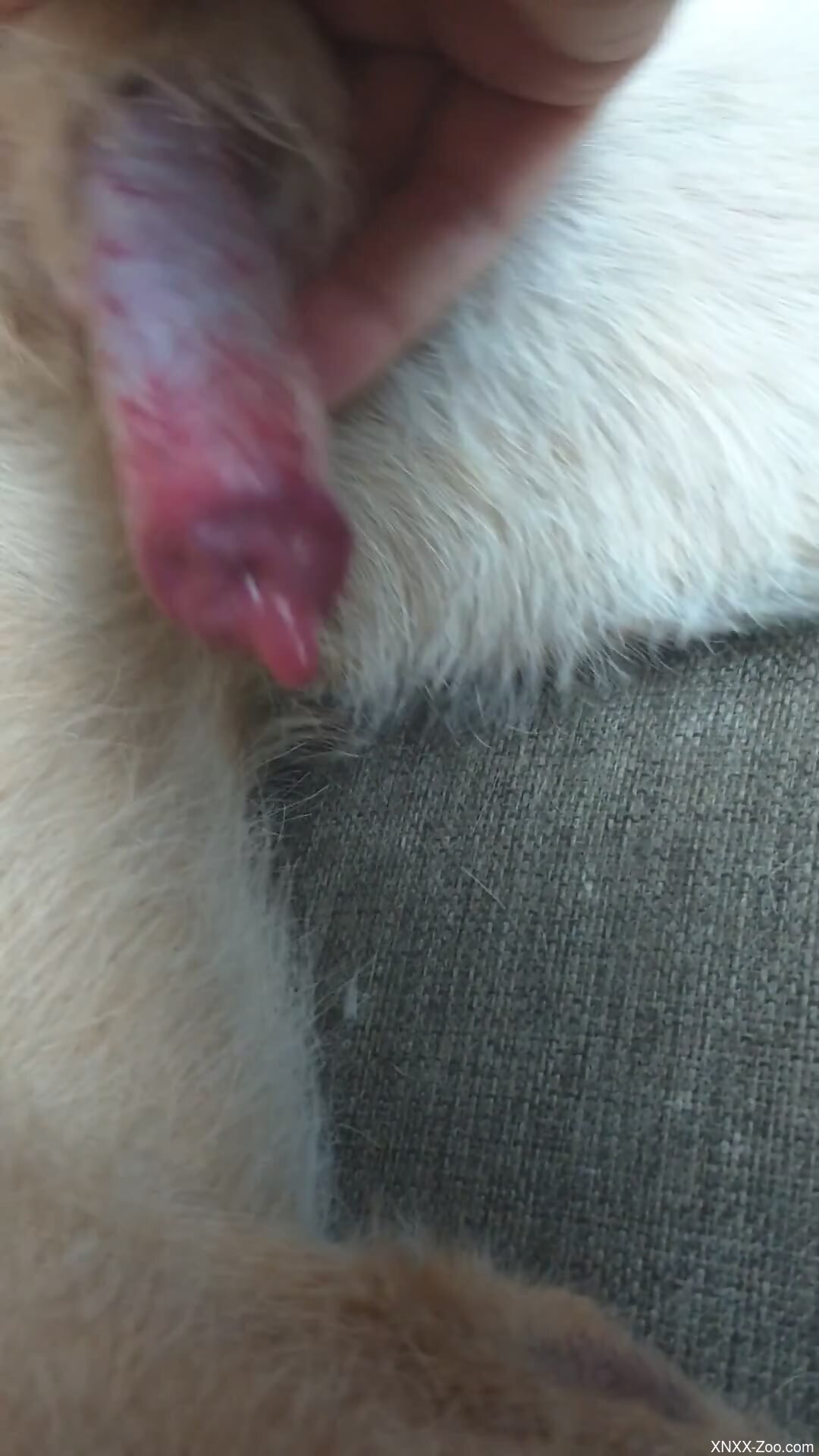 Sexy cock being pleasured in a handjob zoo scene