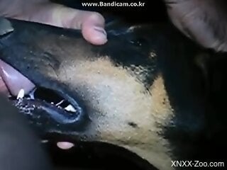 Dominant dog fucker enjoying hardcore oral with a beast