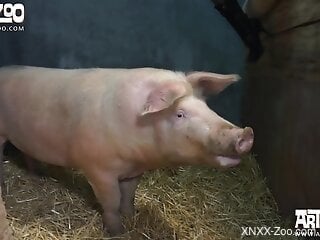 Wet pussy zoophile offers her asshole to a pig