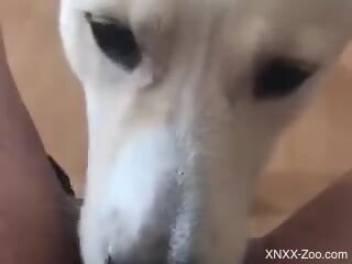 POV licking session featuring a dirty doggo in POV