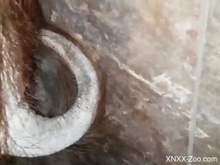 Dude places his penis in an animal's juicy hole
