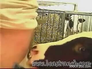 Dude using his stiff penis to fuck a cow's throat