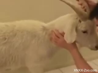 Naked amateur gay man fucks a goat in the ass for naughty scenes