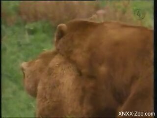 Bears fucking are making the guy filming feel very horny