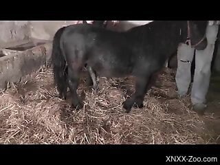 Mature feels entire horse cock ramming her fat pussy and ass