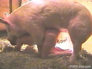 Pig ass fucks naked woman in scenes of hardcore perversions
