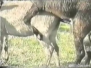 Man films pair of animals getting laid in outdoor XXX