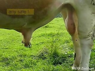 Bull's huge dick makes horny zoophilia porn lover think about it
