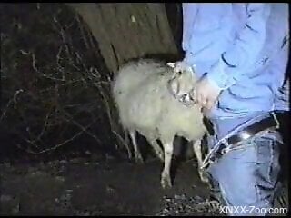 Horny man pulls out his dick to fuck a sheep in the middle of the night