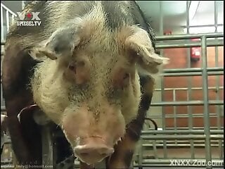 Pigs fucking make horny male feel aroused and intrigued