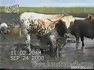Man feels attracted to this bull and aims to have sex with it