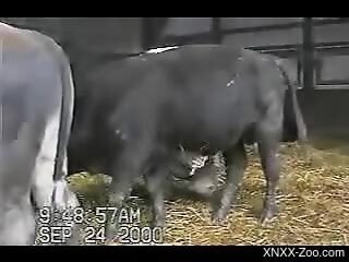 Bull's cock makes horny man crave sex and think about trying it