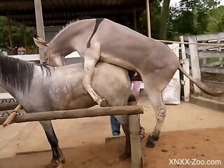 Donkey fucks horse in crazy XXX and horny male records it