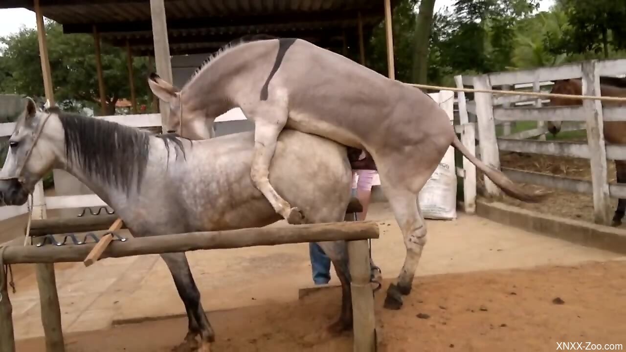 Donkey Fucking Porn - Donkey fucks horse in crazy XXX and horny male records it