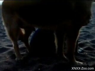 Outdoor fun with the dog in a sensual beach tryout