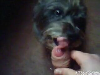 Small dog pleases master with dick licking and naughty oral