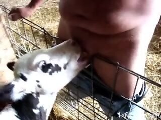Man leaves baby veal approach and lick his erect cock