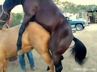 Stallion roughly fucks female horse in front of horny zoo porn lover