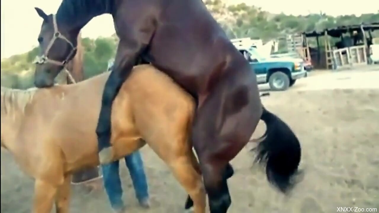 Horsh Xnxx - Stallion roughly fucks female horse in front of horny zoo porn lover
