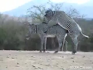 Zebras fucking makes the delight for this horny male
