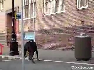 Big black dog is ready to fuck a small mutt and horny guy films it all