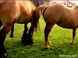 Stallion hard humps female while horny zoophilia lover tapes it