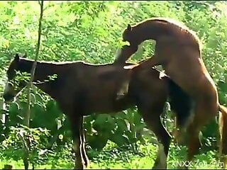 Horses fuck in outdoor nature for the delight of the guy filming
