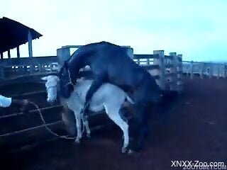 Steamy XXX action when a stallion roughly fucks a female donkey