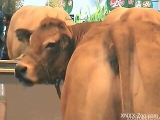 Hot cow pussy showcased in a voyeur porno movie