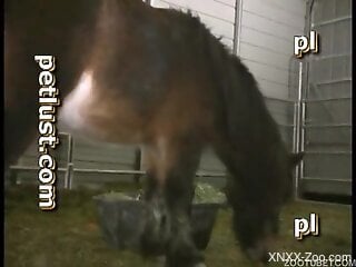 Beast lover fucking a mare's hot pussy from behind