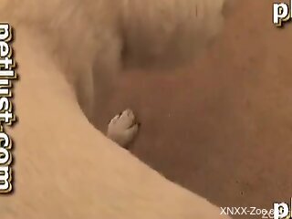 White dog rewards him with its gorgeous boner