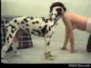 Dalmatian dog fucks slim amateur woman after cunnilingus