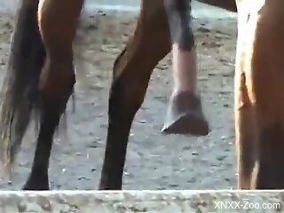 Horny guy craves the horse's huge penis for intimate sex