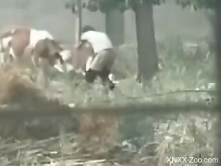 Amateur man filmed in outdoor scenes fucking with the cows