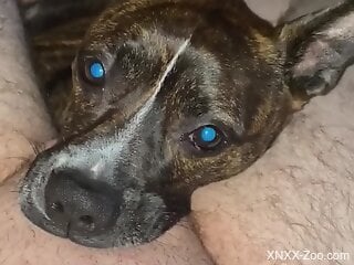 Dog makes naked man feel amazing during intense POV zoophilia