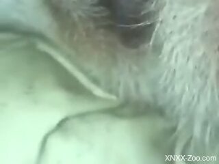 Furry animal receives human cock inside the pussy and ass