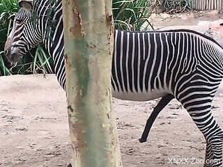 Man craves the zebra's dick while visiting the zoo