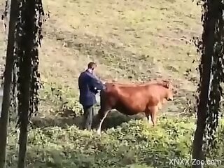 Horny man filmed in secret when trying to fuck a cow