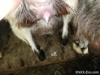 Man fucks furry farm animal and comes inside its pussy